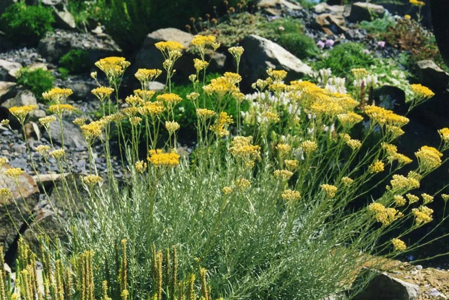 Curry Plant (Helichrysum Italicum) — it's critical to note that this plant is not related to the culinary curry spices; with good drainage and sandy to loamy
