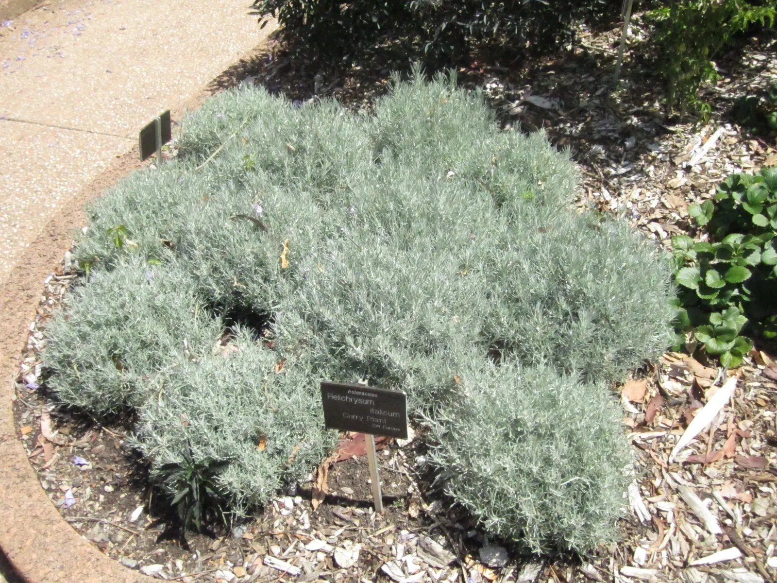 Curry Plant (Helichrysum Italicum) — Helichrysum italicum requires minimal watering once established; features silver-gray foliage with a strong, image 55