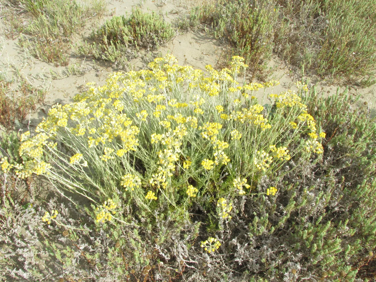 Curry Plant (Helichrysum Italicum) — scientifically named Helichrysum italicum