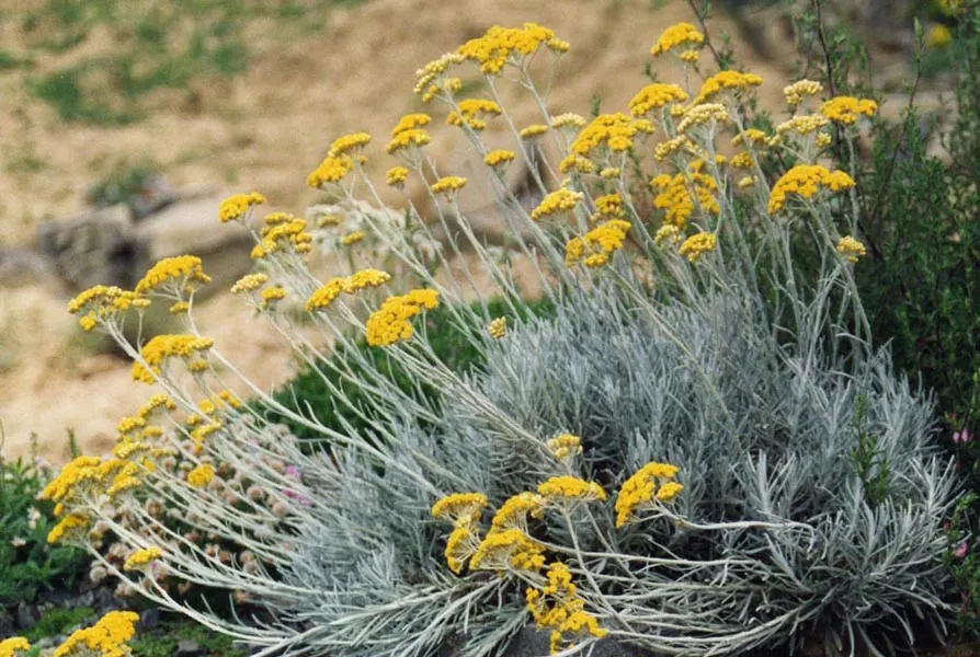 Curry Plant (Helichrysum Italicum) — embodying the essence of Mediterranean climates.<br><br>From late spring to early summer; a member of the Asteraceae family