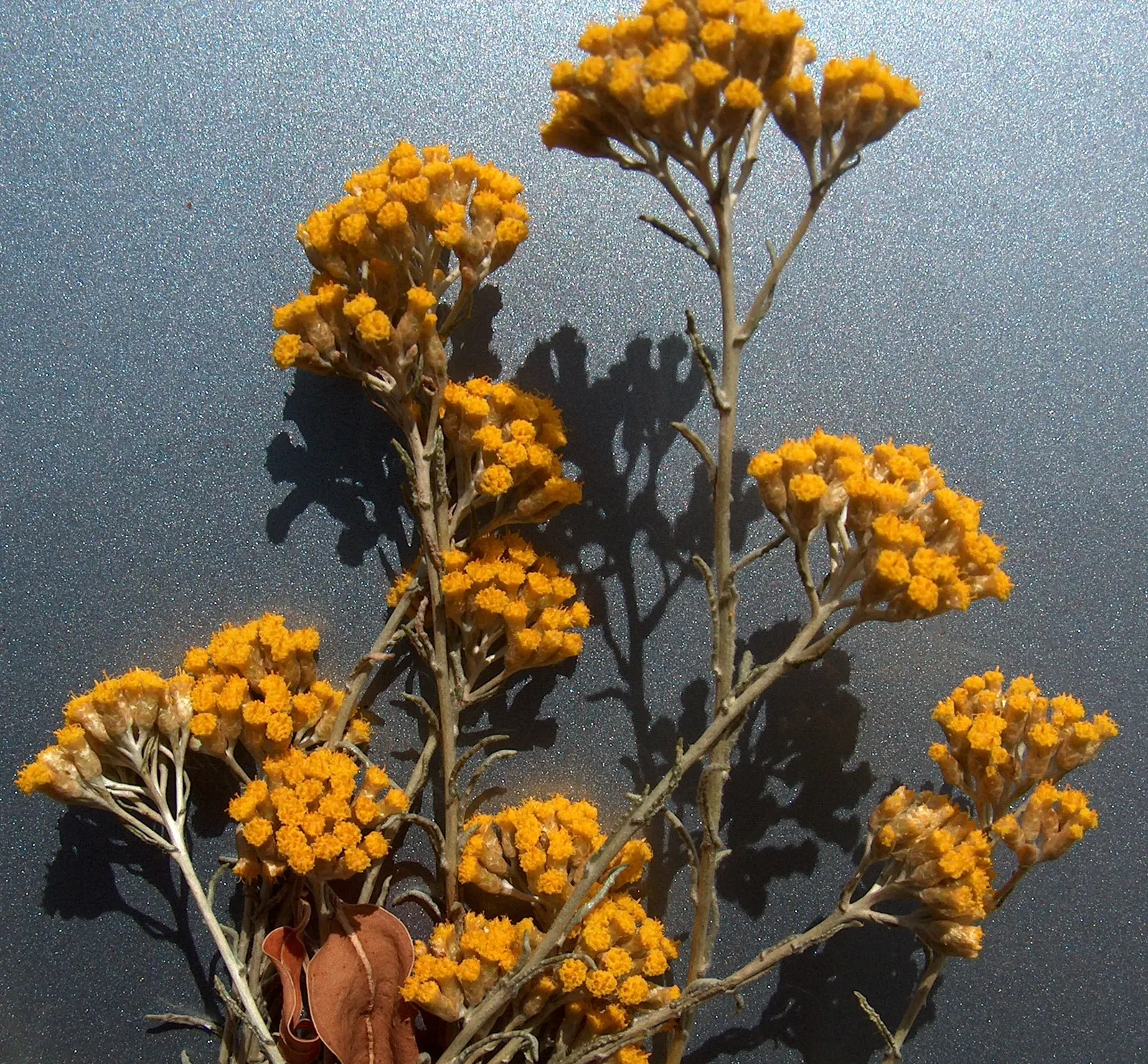 Curry Plant (Helichrysum Italicum) — the Curry Plant is not only a sensory pleasure but also a resilient addition to any discerning landscape, image 59