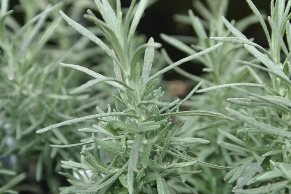 Curry Plant (Helichrysum Italicum) — This evergreen perennial typically reaches 18-24 inches in height and width; noteworthy for its low maintenance and deer