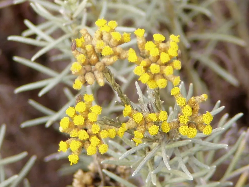 Curry Plant (Helichrysum Italicum) — the Curry Plant is not only a sensory pleasure but also a resilient addition to any discerning landscape; silver-gray