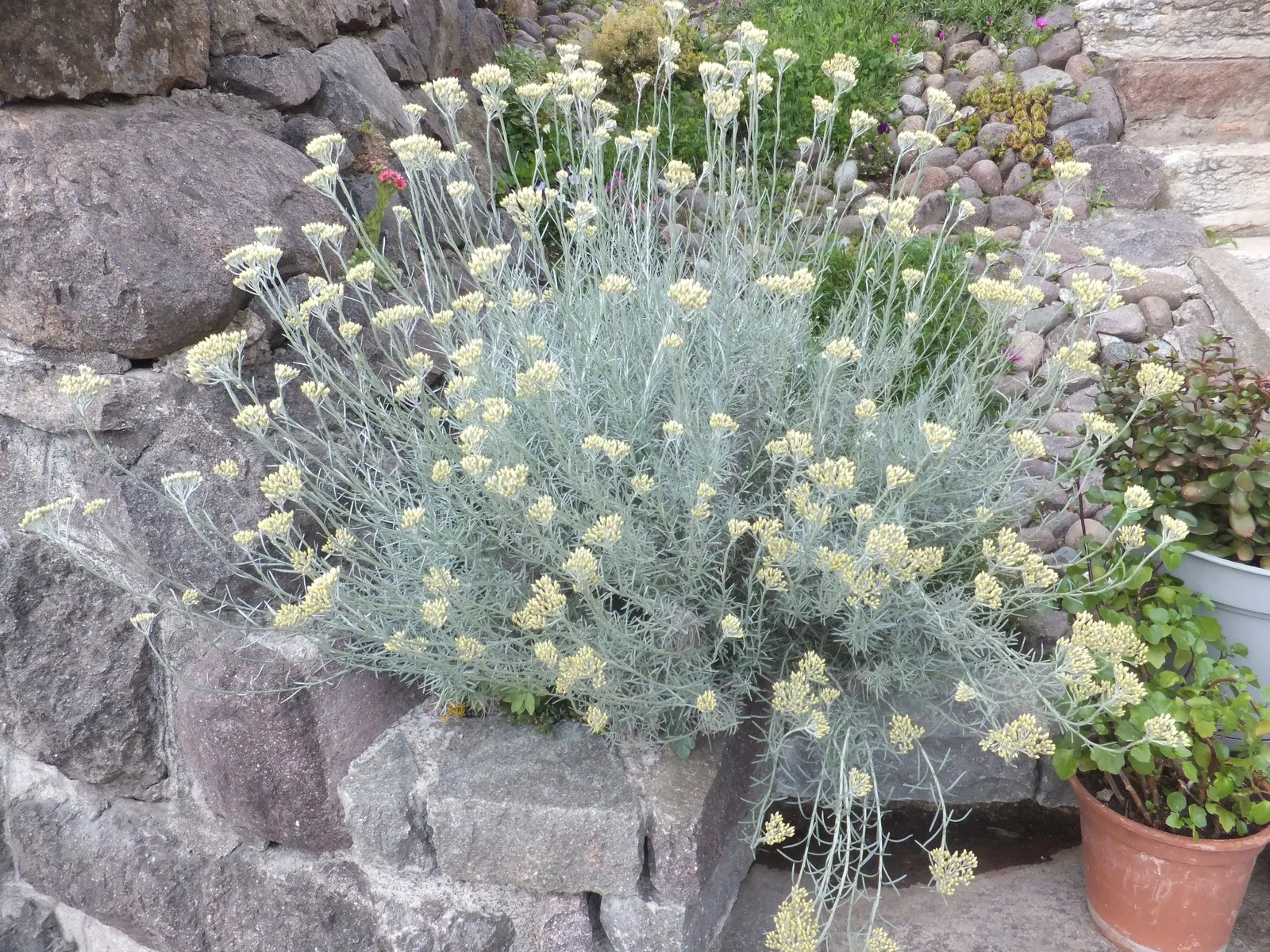 Curry Plant (Helichrysum Italicum) — With good drainage and sandy to loamy soil conditions