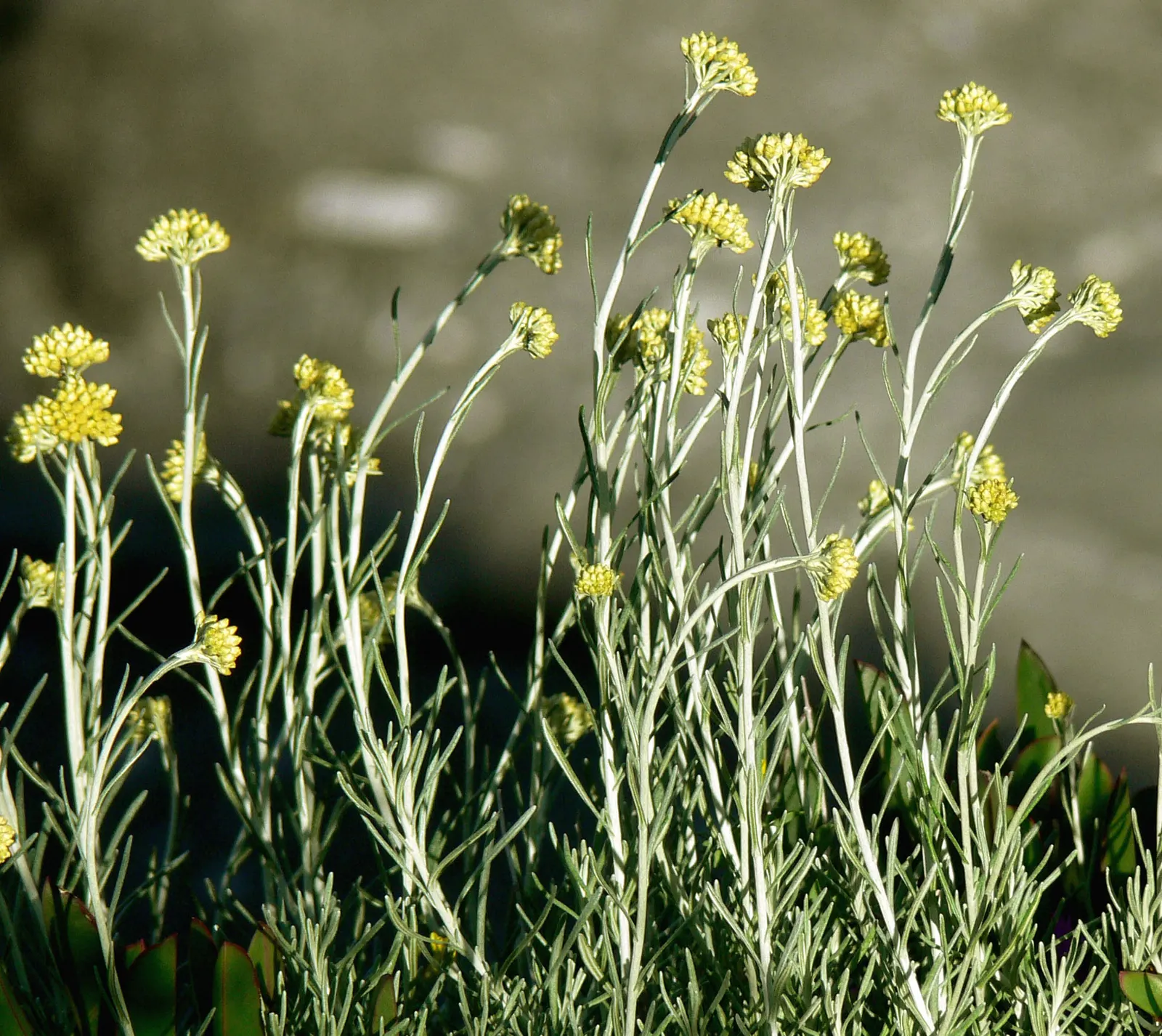 Curry Plant (Helichrysum Italicum) — commonly known as Curry Plant; thriving in full sun and well-drained soil