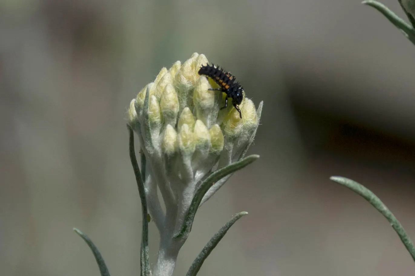 Curry Plant (Helichrysum Italicum) — Hardy in USDA zones 8-11, it's excellent for xeriscaping or as a low-maintenance aromatic border; the Curry Plant is not