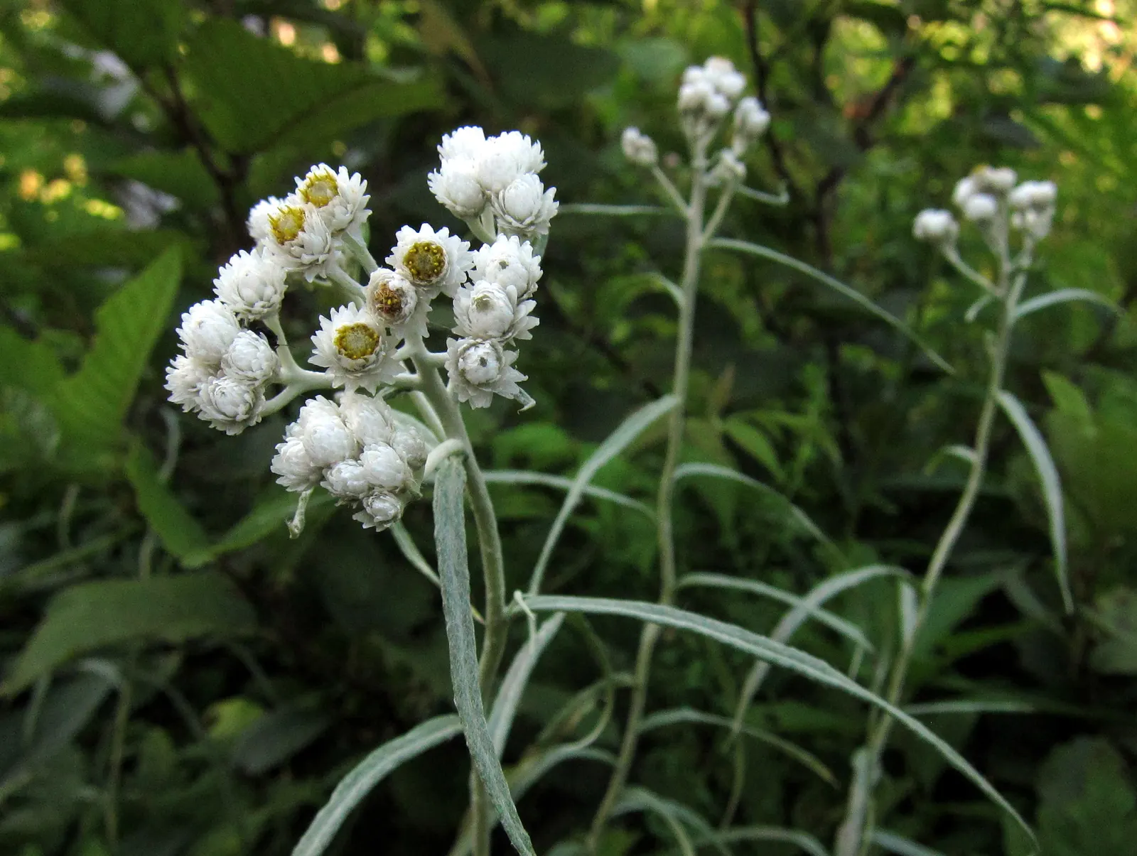 Curry Plant (Helichrysum Italicum) — Noteworthy for its low maintenance and deer resistance
