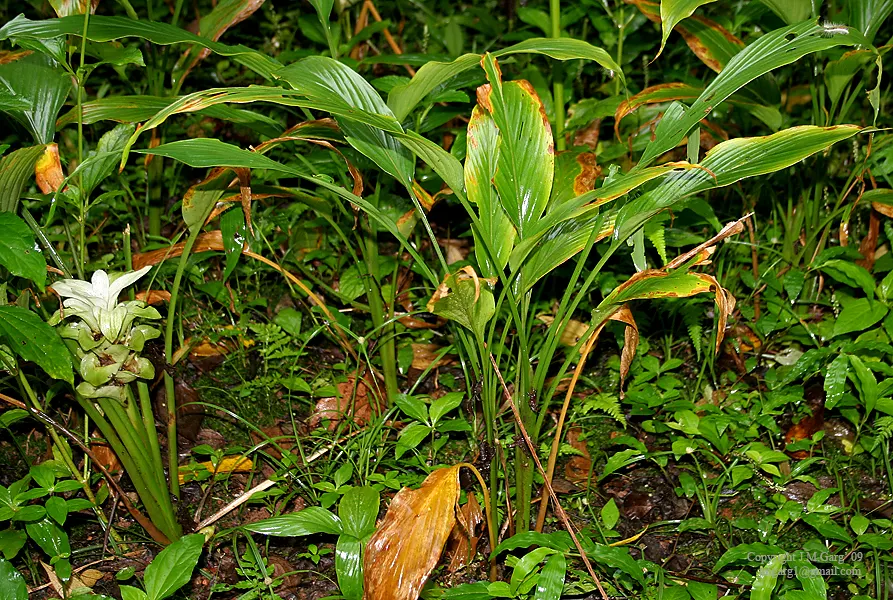 Curry Plant (Helichrysum Italicum) — Noteworthy for its low maintenance and deer resistance; this evergreen perennial typically reaches 18-24, image 58