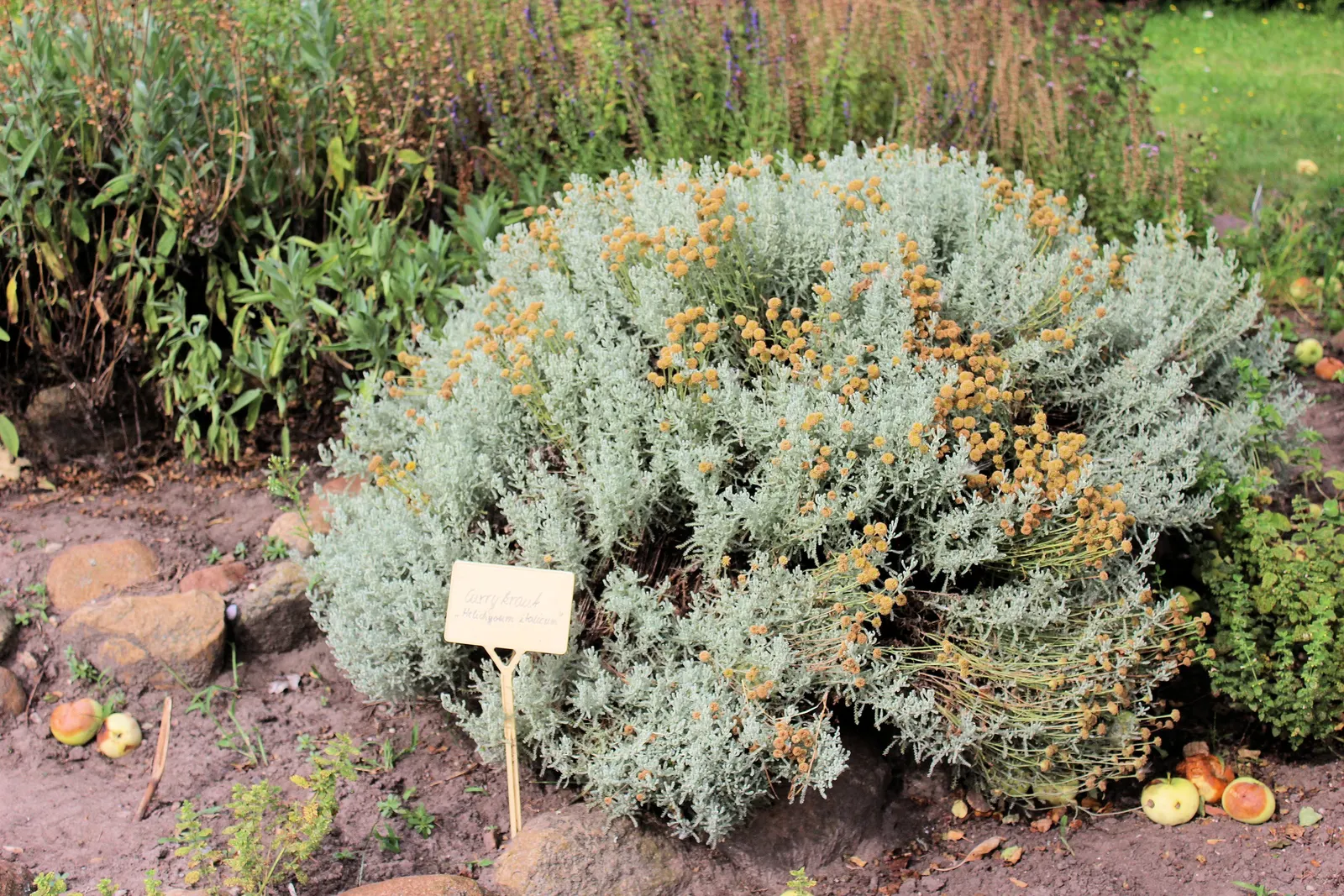 Curry Plant (Helichrysum Italicum) — button-like flowers which contrast nicely against its silver foliage -- a delightful spectacle for visitors; embodying the