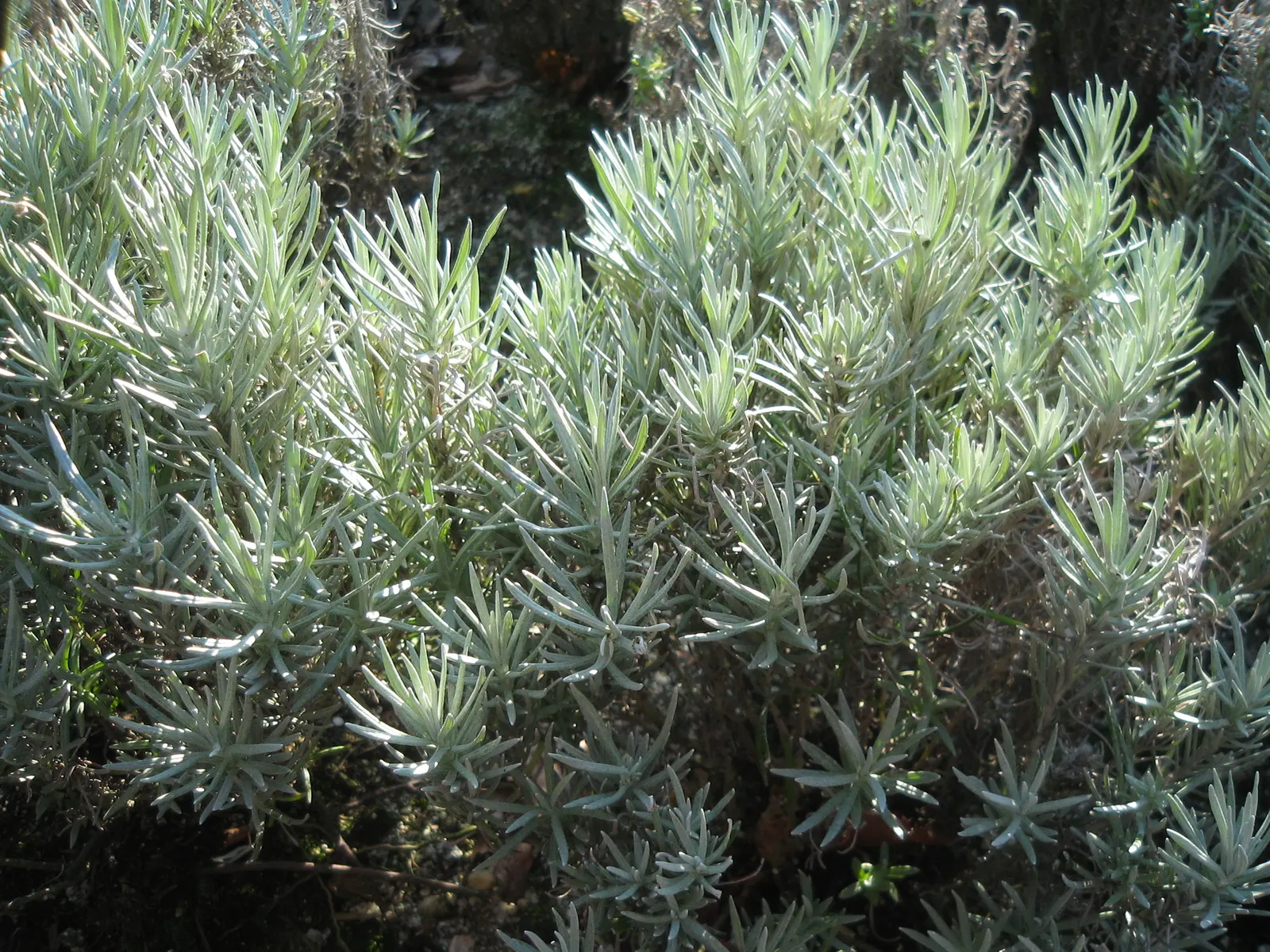 Curry Plant (Helichrysum Italicum) — Deer-resistant, Curry Plant adds texture and contrast to garden designs