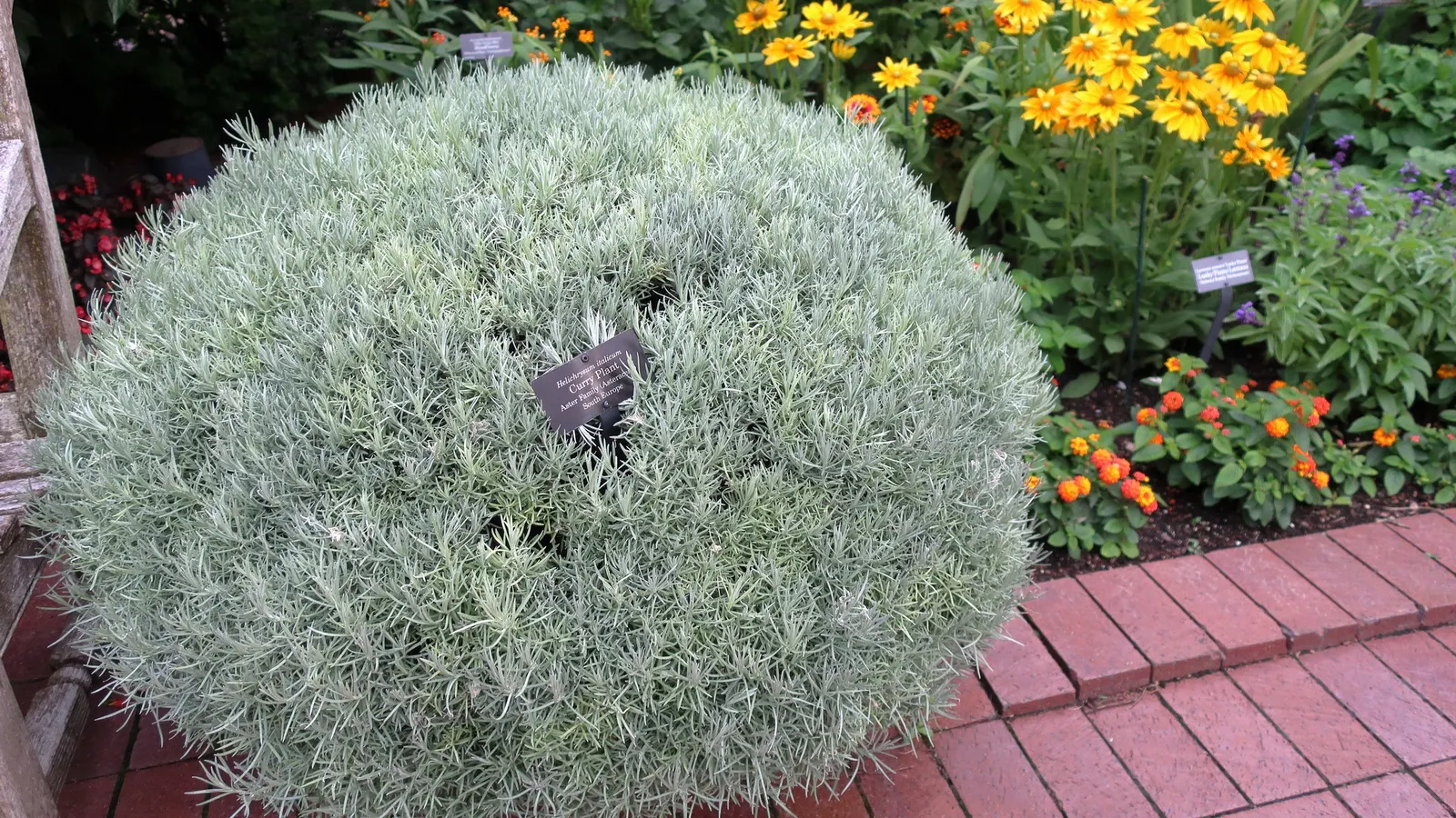 Curry Plant (Helichrysum Italicum) — it's critical to note that this plant is not related to the culinary curry spices