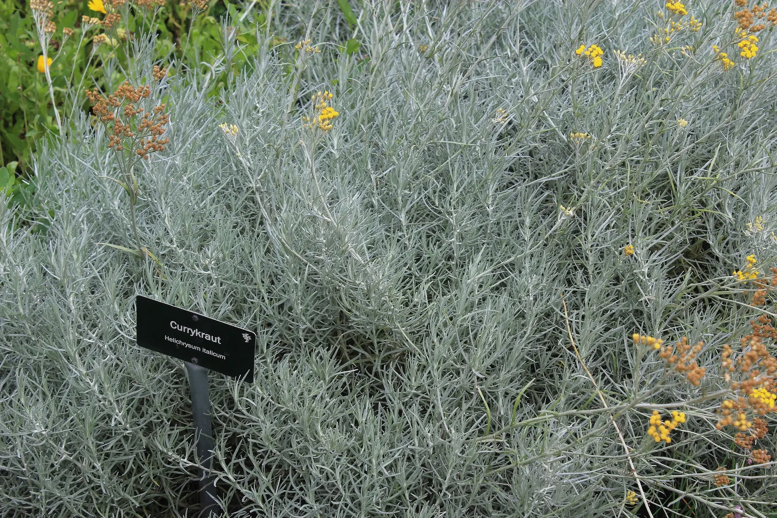 Curry Plant (Helichrysum Italicum) — making it a versatile choice for various garden spots; scientifically named Helichrysum italicum, image 53