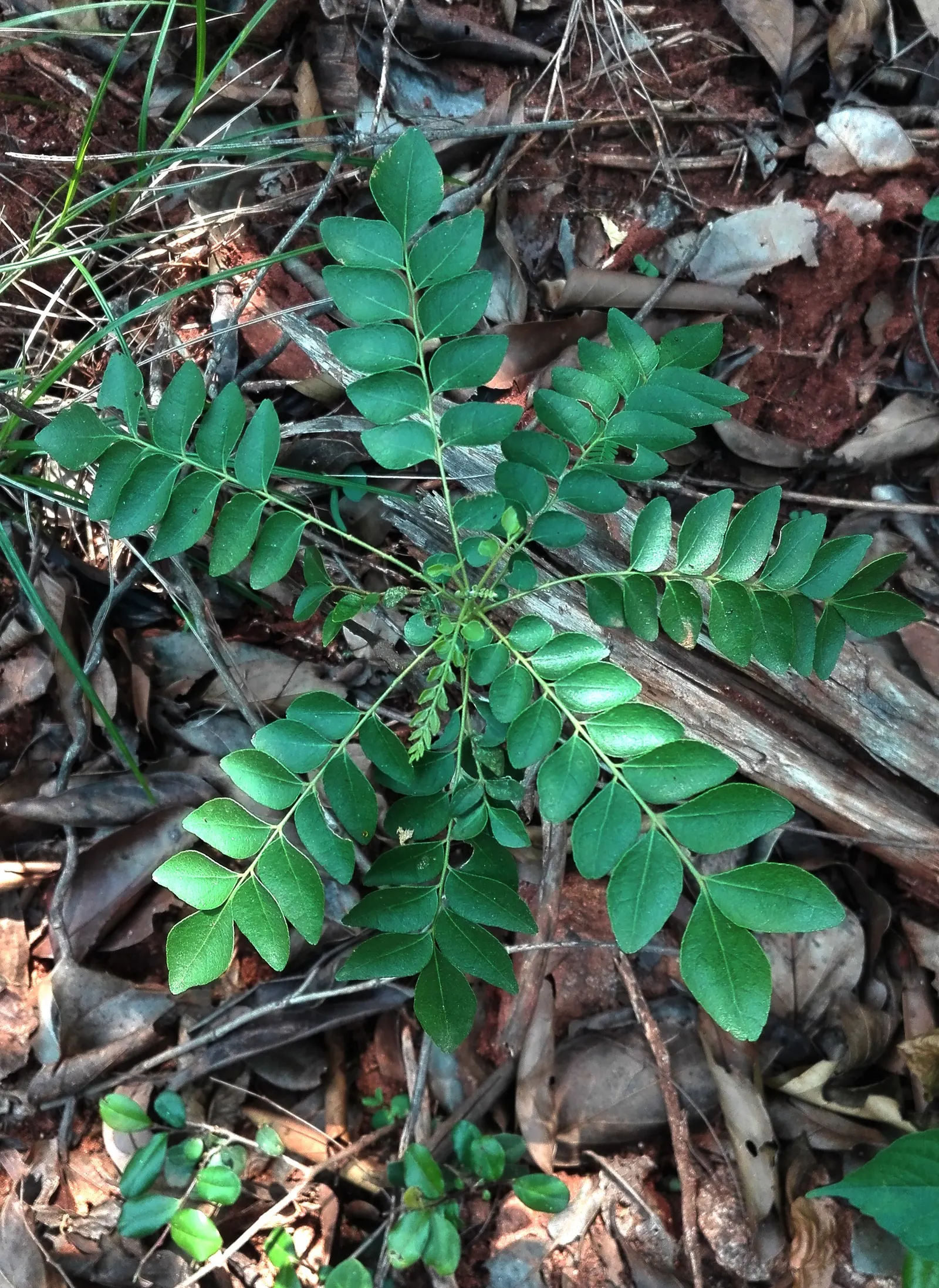 Curry Plant (Helichrysum Italicum) — the Curry Plant is not only a sensory pleasure but also a resilient addition to any discerning landscape