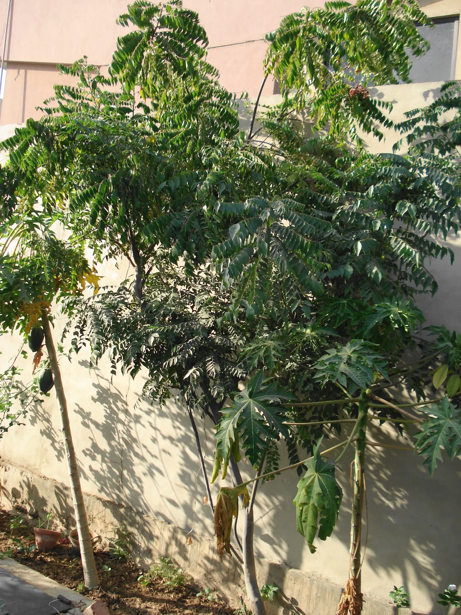 Curry Plant (Helichrysum Italicum) — With good drainage and sandy to loamy soil conditions; helichrysum italicum requires minimal watering once, image 54