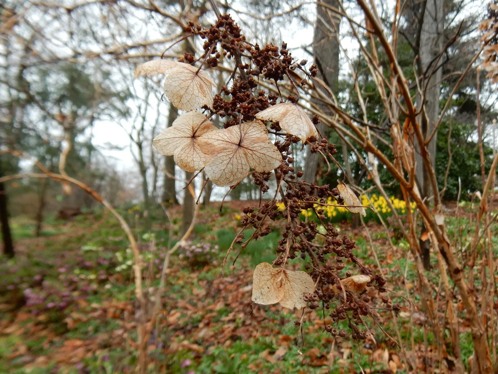 Oakleaf Hydrangea (Hydrangea Quercifolia) — Recognized for its distinctive foliage; ideal for bringing a diverse aesthetic to any landscape design
