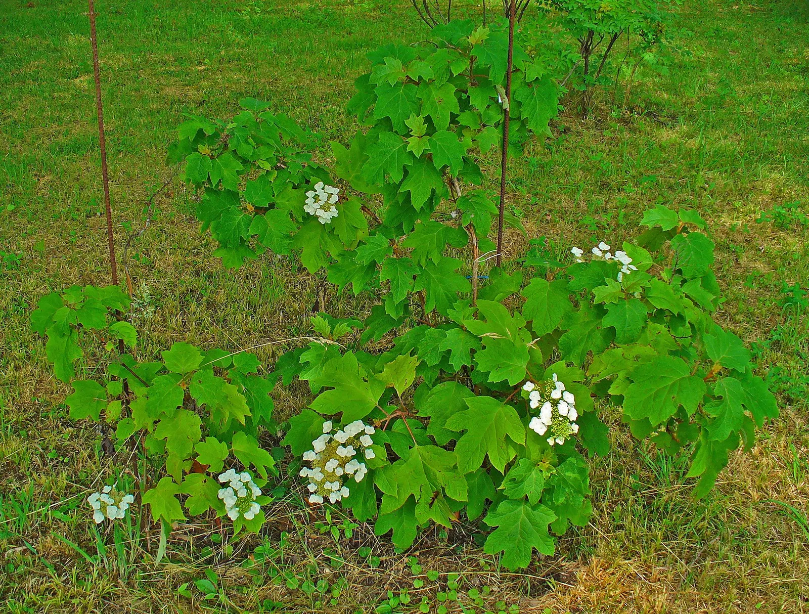Oakleaf Hydrangea (Hydrangea Quercifolia) — sweet fragrance that attracts pollinators.<br><br>Growing to a height of 6 to 8 feet with a similar spread; the
