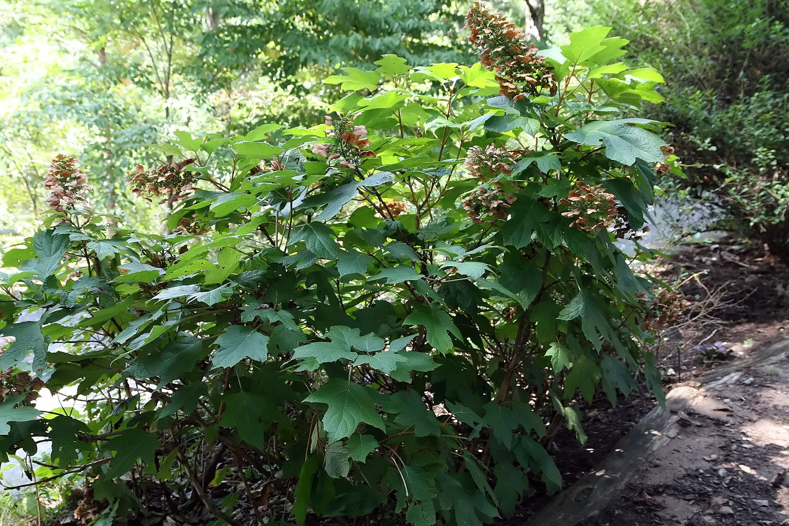 Oakleaf Hydrangea (Hydrangea Quercifolia) — Oakleaf Hydrangea (Hydrangea quercifolia) is a striking deciduous shrub; and tolerates a variety of, image 79