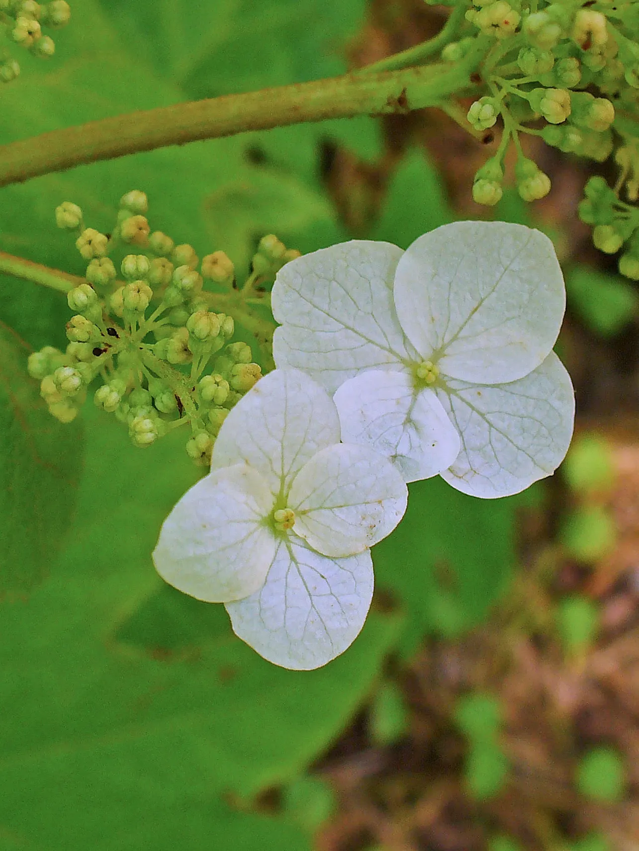 Oakleaf Hydrangea (Hydrangea Quercifolia) — With rich autumnal foliage hues and exfoliating cinnamon bark, it adds year-round interest to any, image 31