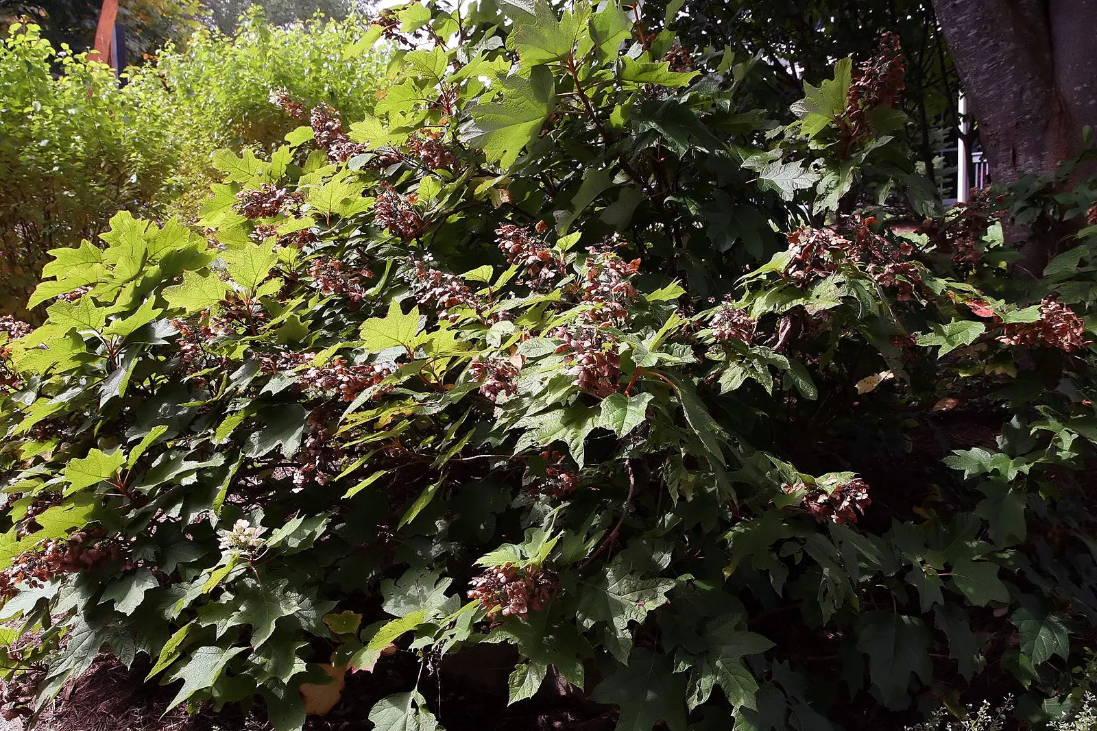 Oakleaf Hydrangea (Hydrangea Quercifolia) — and it is generally resistant to pests and diseases; this low-maintenance shrub is also known for its drought