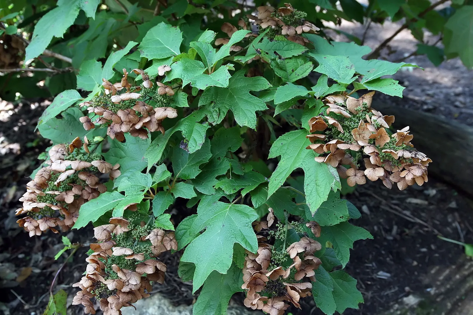 Oakleaf Hydrangea (Hydrangea Quercifolia) — These panicles start as a creamy white and can mature to a rosy pink or even a purplish shade