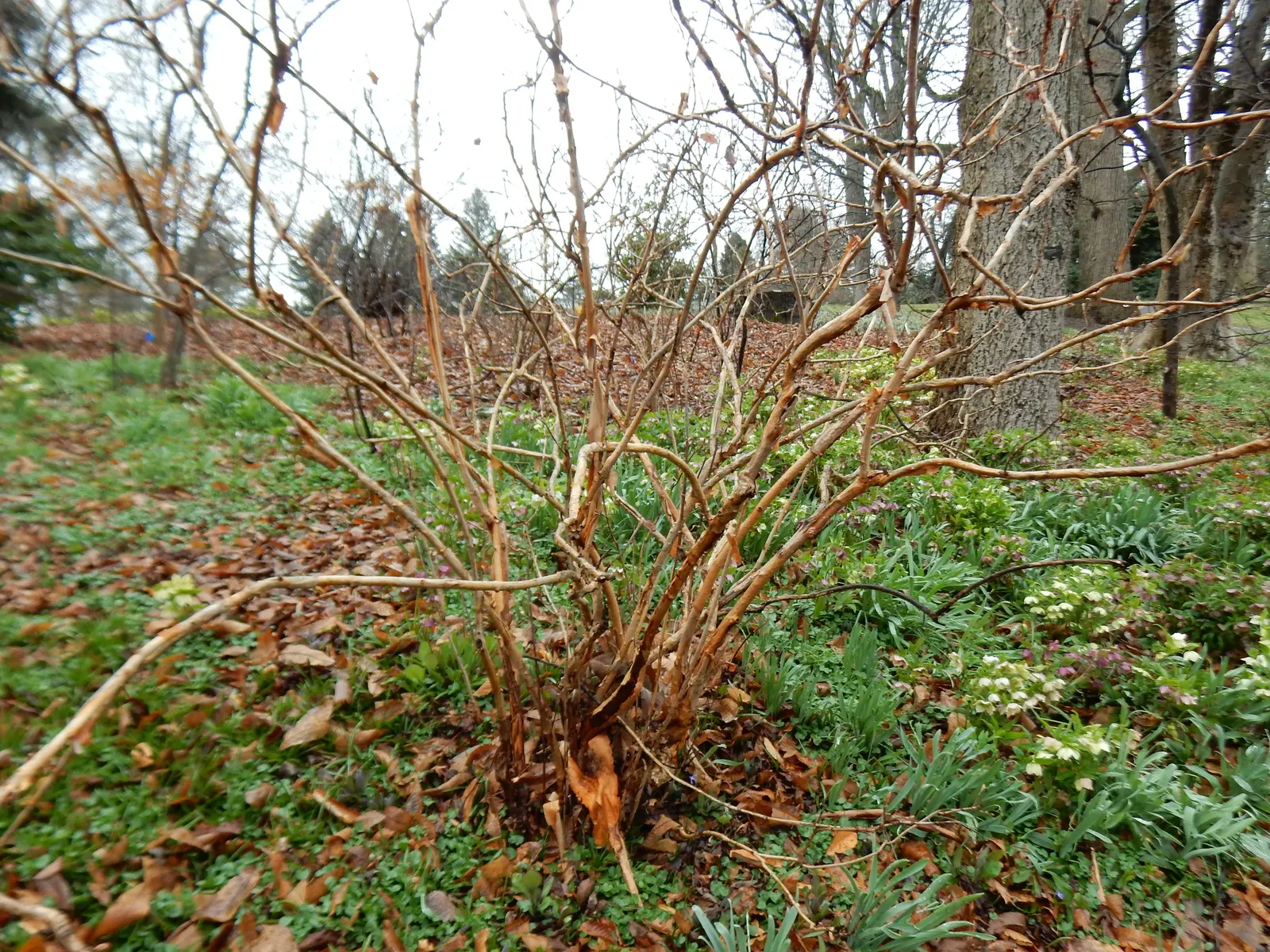 Oakleaf Hydrangea (Hydrangea Quercifolia) — cone-shaped flower panicles that bloom from early summer into fall