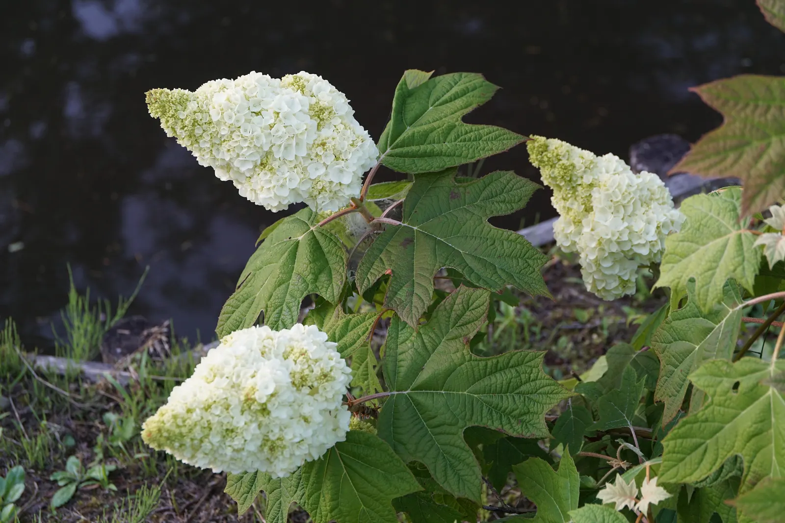 Oakleaf Hydrangea (Hydrangea Quercifolia) — Recognized for its distinctive foliage