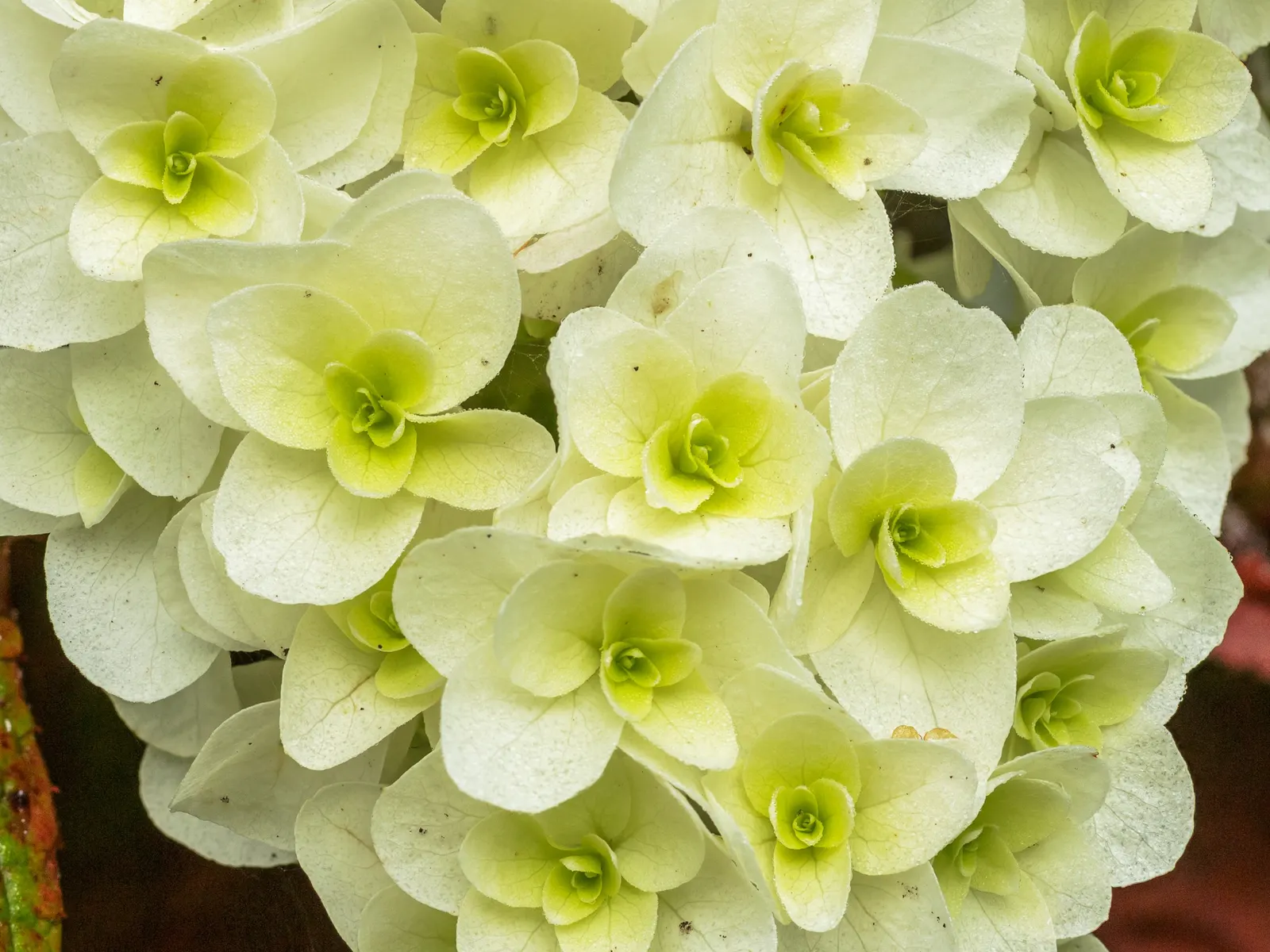 Oakleaf Hydrangea (Hydrangea Quercifolia) — shrub for full or half; when including Hydrangea quercifolia in the landscape design