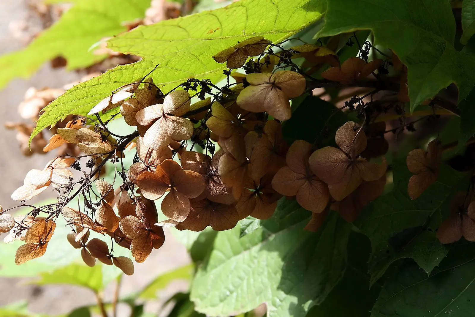 Oakleaf Hydrangea (Hydrangea Quercifolia) — Oakleaf Hydrangea offers elongated clusters of flowers; which resembles that of an oak tree, image 65
