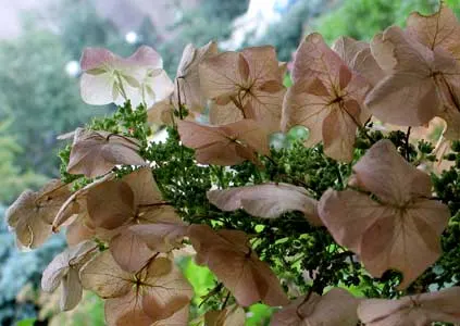 Oakleaf Hydrangea (Hydrangea Quercifolia) — and tolerates a variety of soils