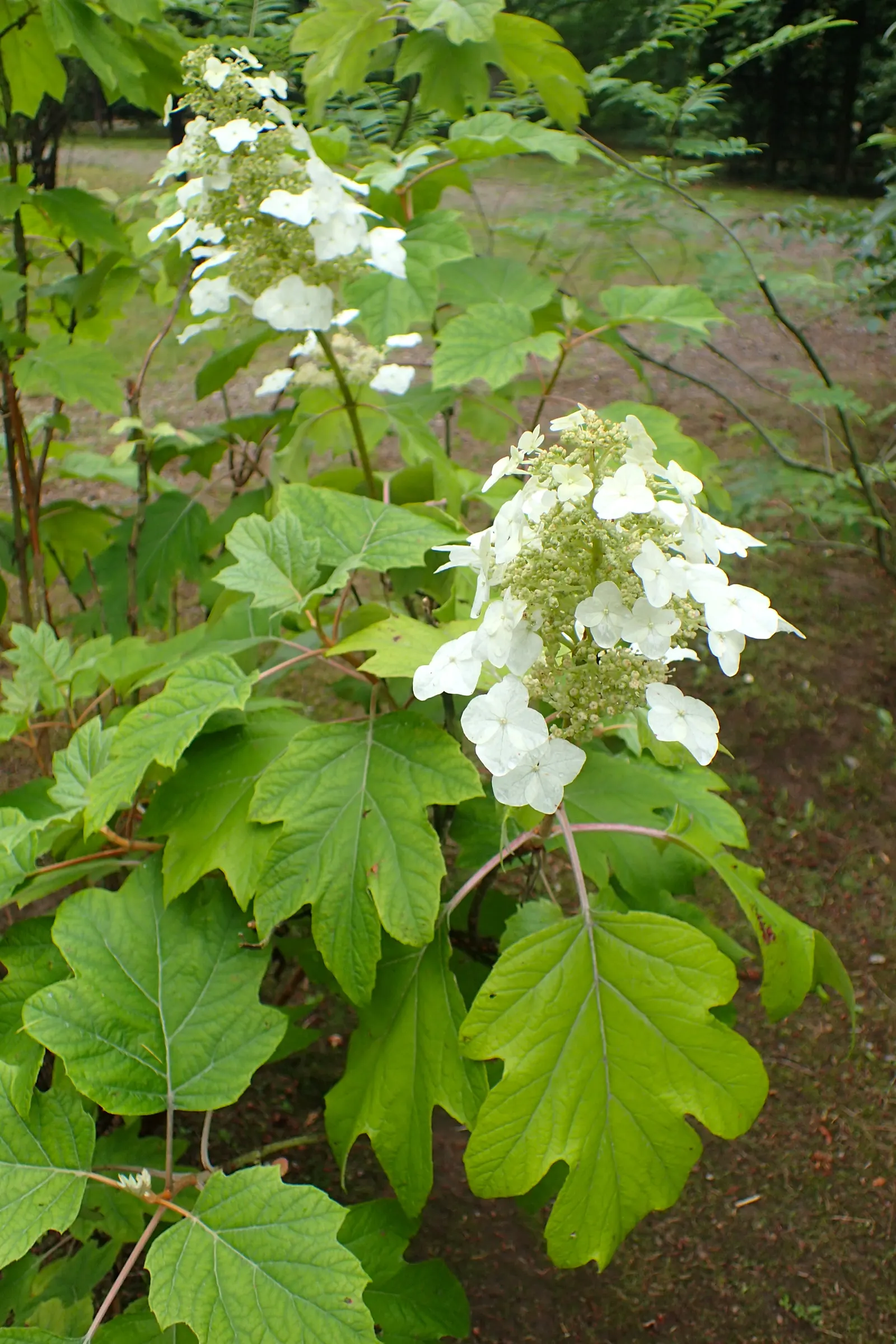 Oakleaf Hydrangea (Hydrangea Quercifolia) — sweet fragrance that attracts pollinators.<br><br>Growing to a height of 6 to 8 feet with a similar, image 70