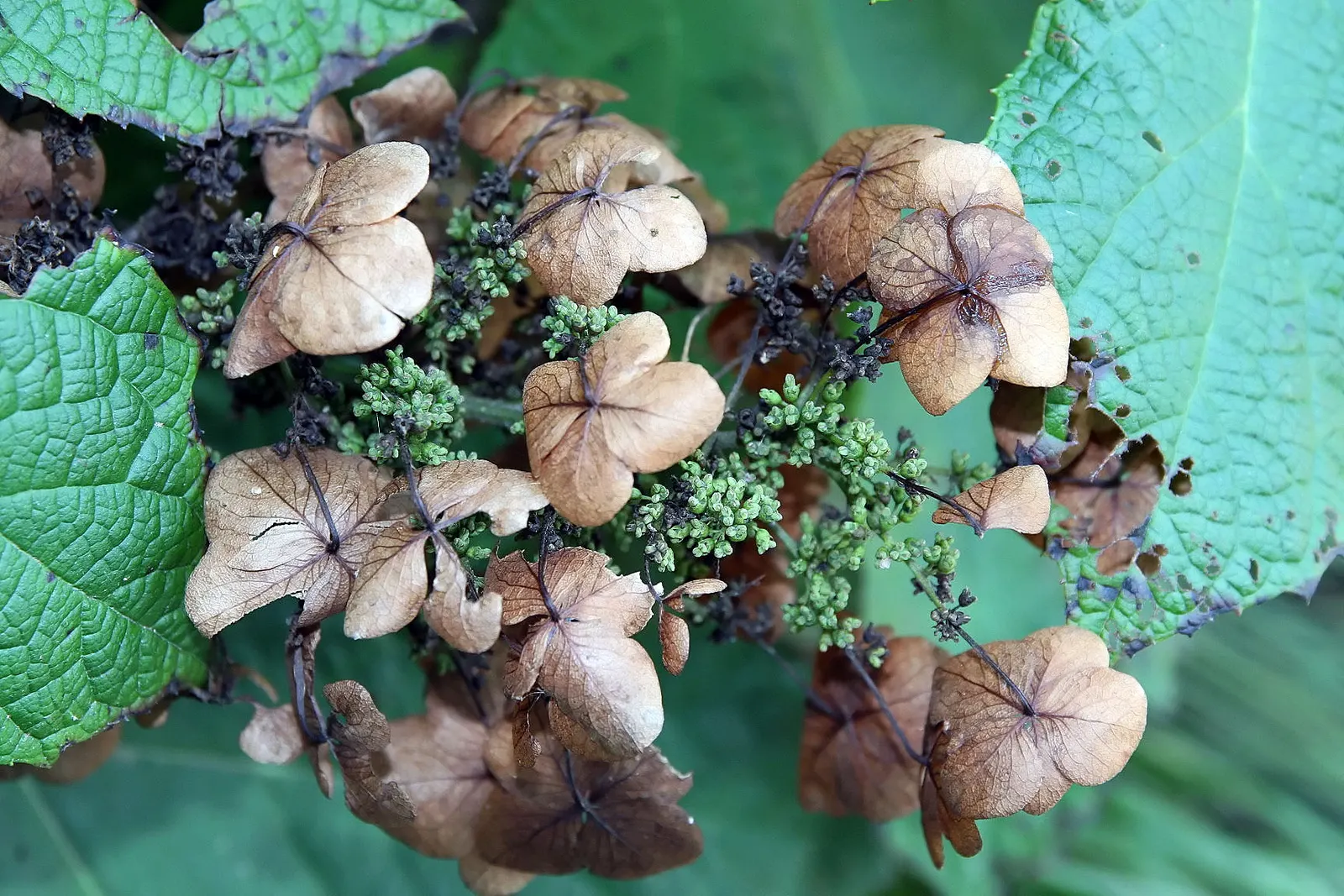 Oakleaf Hydrangea (Hydrangea Quercifolia) — This low-maintenance shrub is also known for its drought tolerance once established; that can reach, image 73