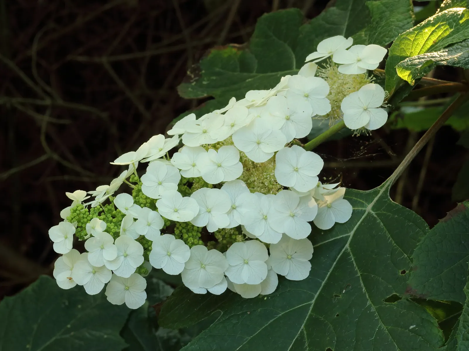 Oakleaf Hydrangea (Hydrangea Quercifolia) — This low-maintenance shrub is also known for its drought tolerance once established; that can reach lengths up to