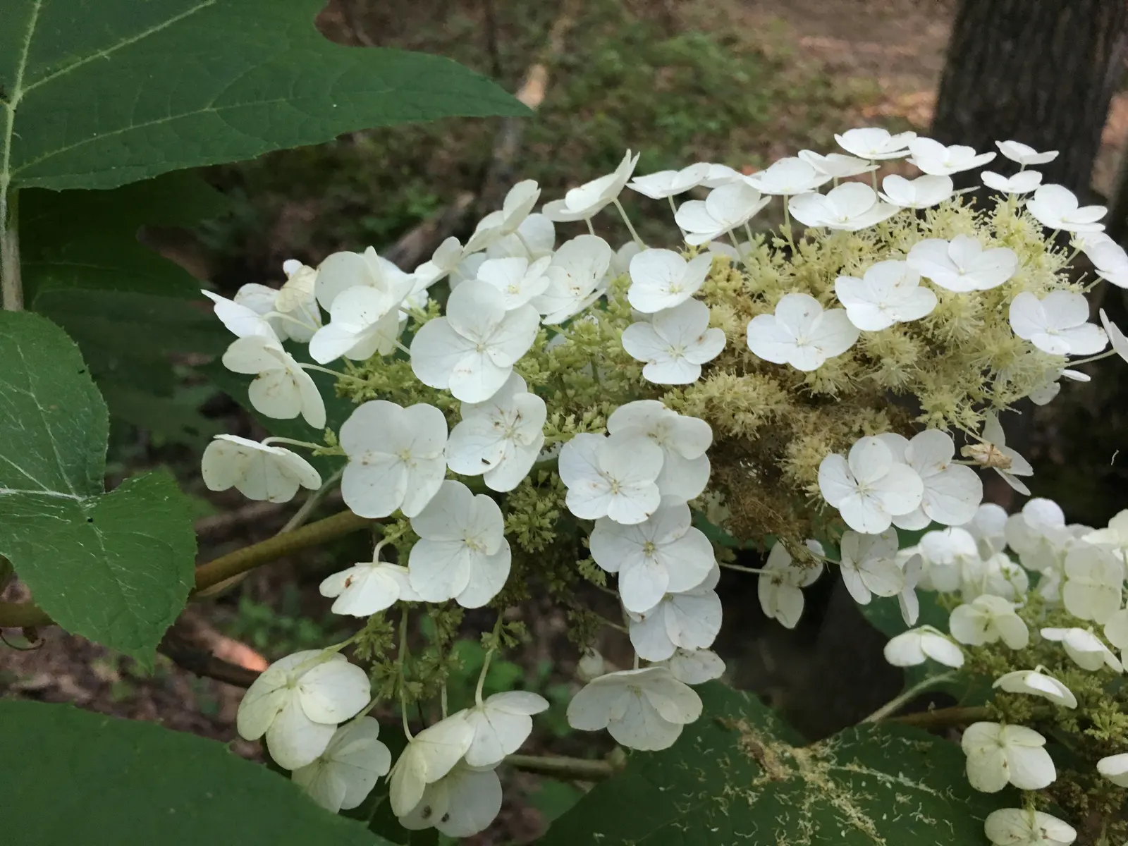 Oakleaf Hydrangea (Hydrangea Quercifolia) — shrub for full or half