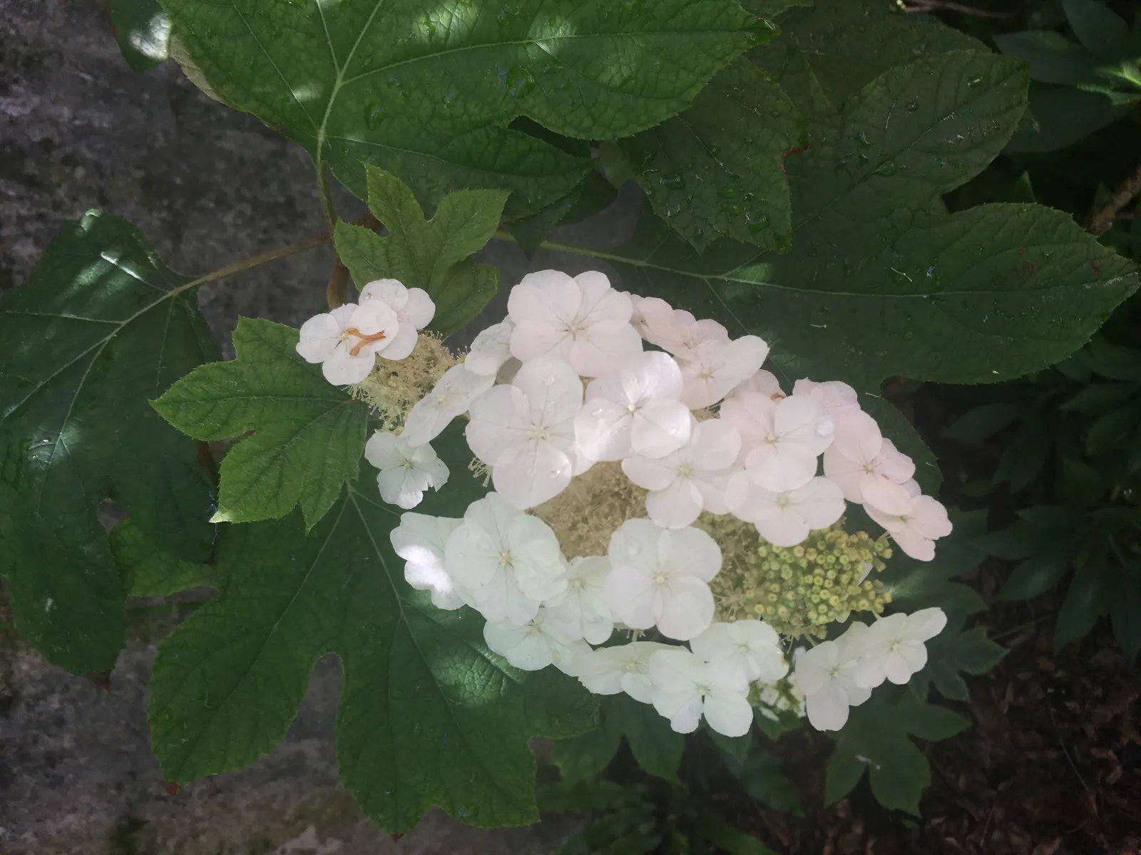 Oakleaf Hydrangea (Hydrangea Quercifolia) — adding textural allure to the garden
