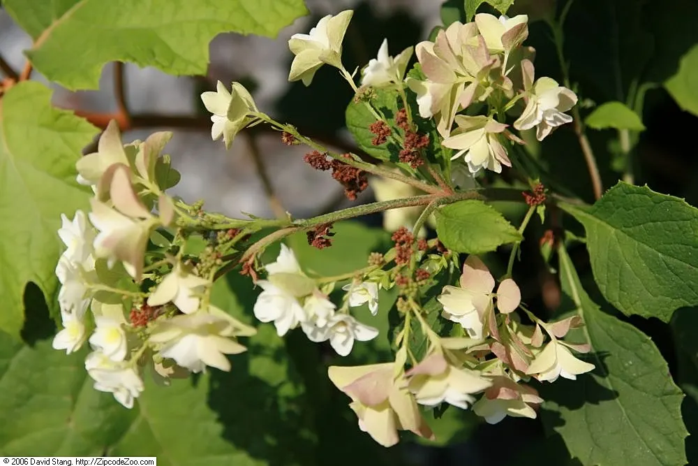 Oakleaf Hydrangea (Hydrangea Quercifolia) — Recognized for its distinctive foliage; ideal for bringing a diverse aesthetic to any landscape design, image 61
