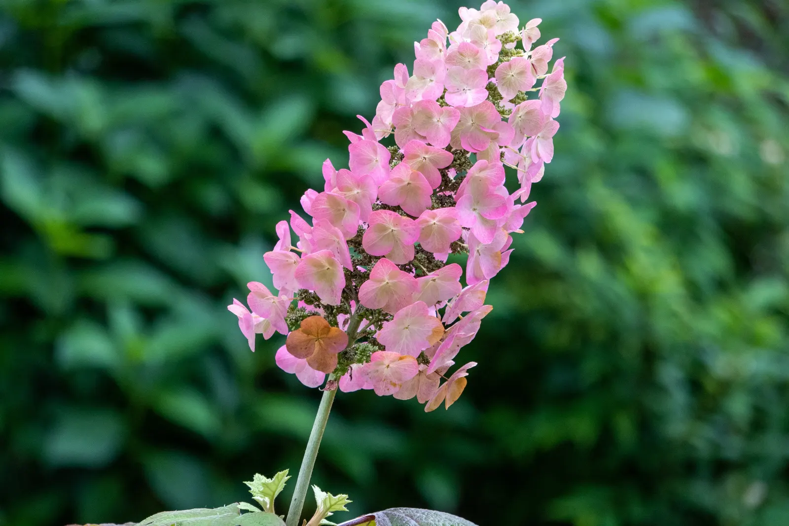 Oakleaf Hydrangea (Hydrangea Quercifolia) — The blooms are held aloft on sturdy stems and provide a captivating visual interest