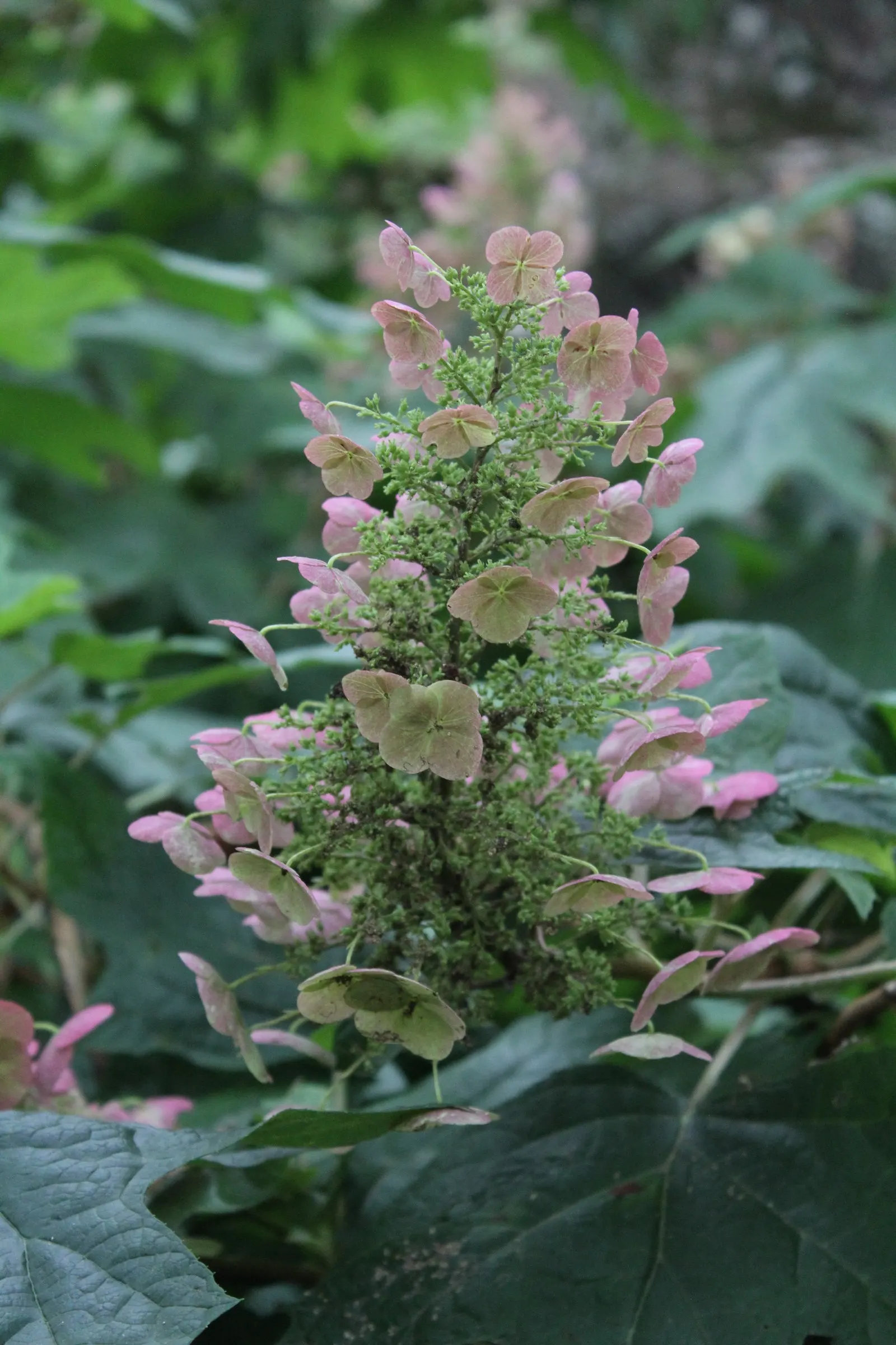 Oakleaf Hydrangea (Hydrangea Quercifolia) — This native plant typically reaches 4-6 feet in height and width; sweet fragrance that attracts, image 81