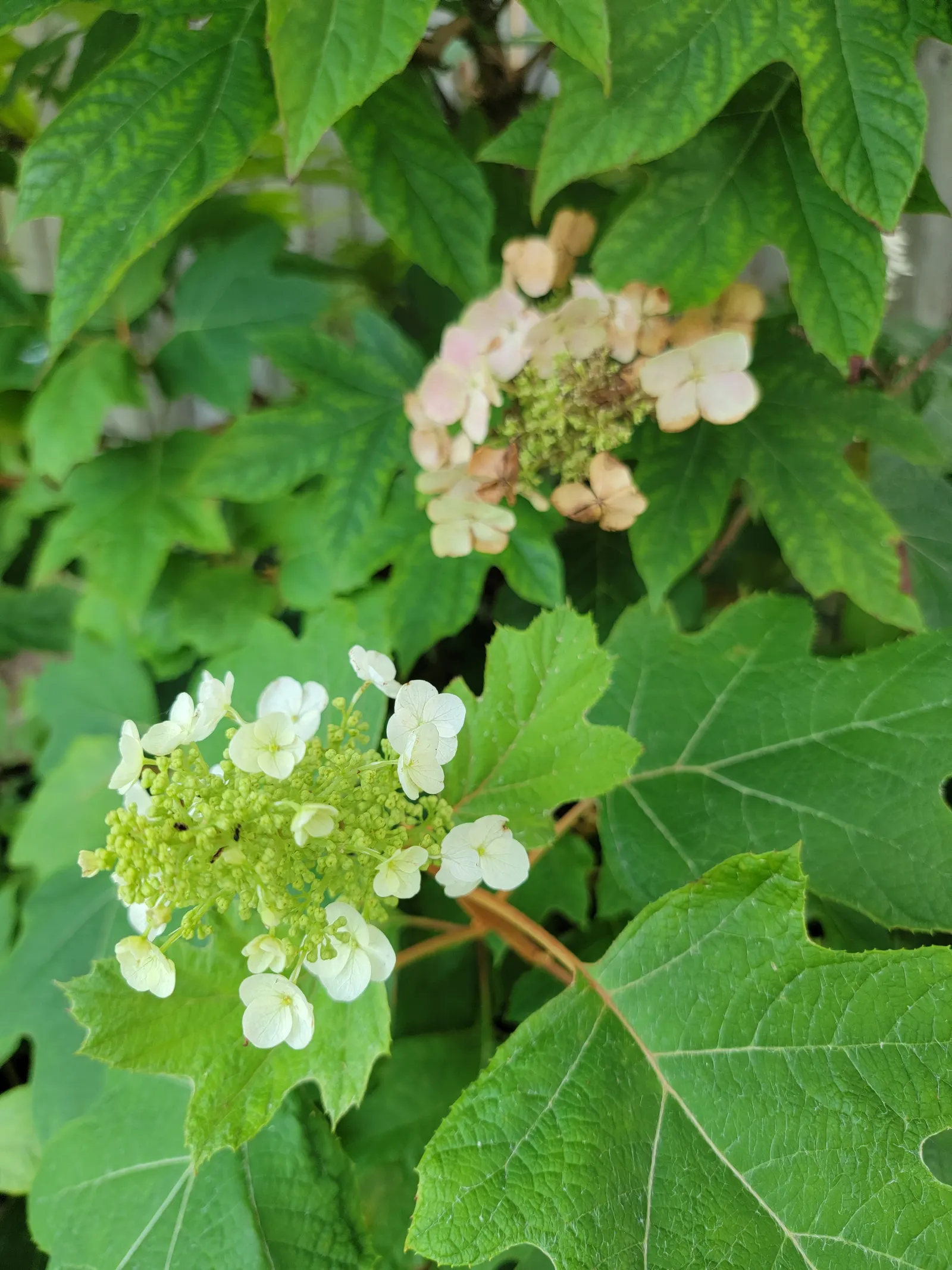 Oakleaf Hydrangea (Hydrangea Quercifolia) — These panicles start as a creamy white and can mature to a rosy pink or even a purplish shade; white, image 67