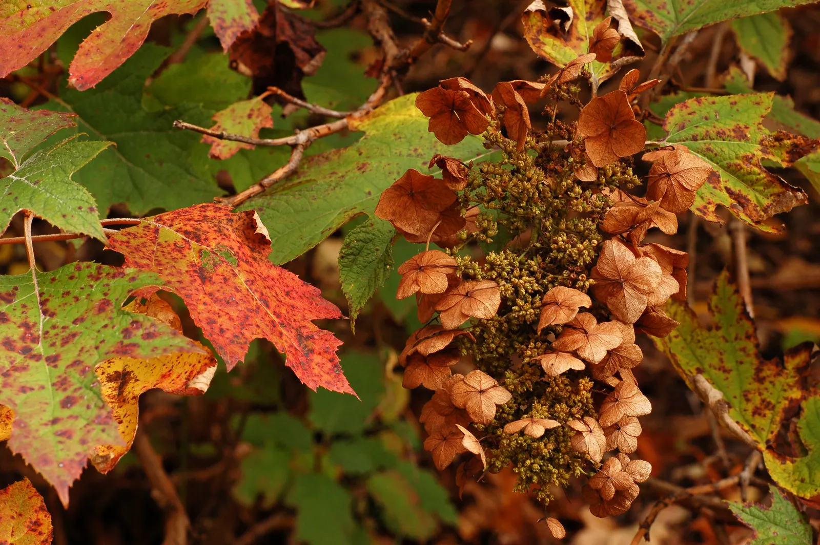 Oakleaf Hydrangea (Hydrangea Quercifolia) — mahogany red in the fall.<br><br>From early summer to late fall; this native plant typically reaches 4-6 feet in