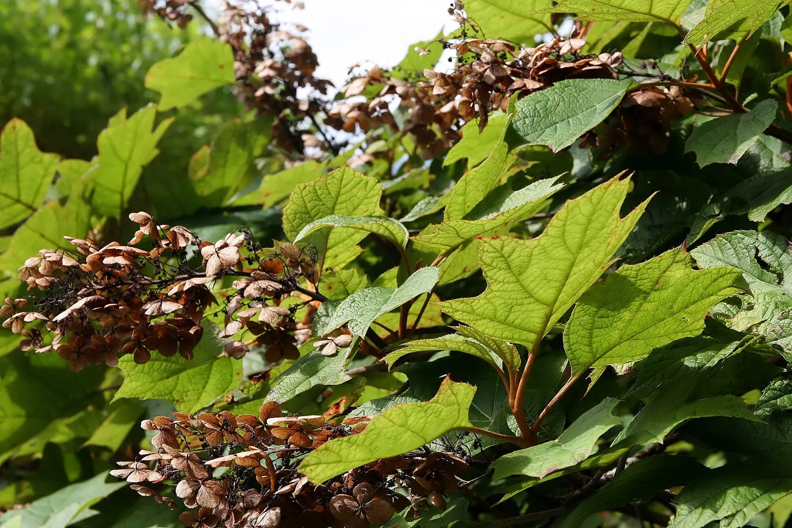 Oakleaf Hydrangea (Hydrangea Quercifolia) — scientifically named Hydrangea quercifolia; oakleaf Hydrangea offers elongated clusters of flowers, image 58
