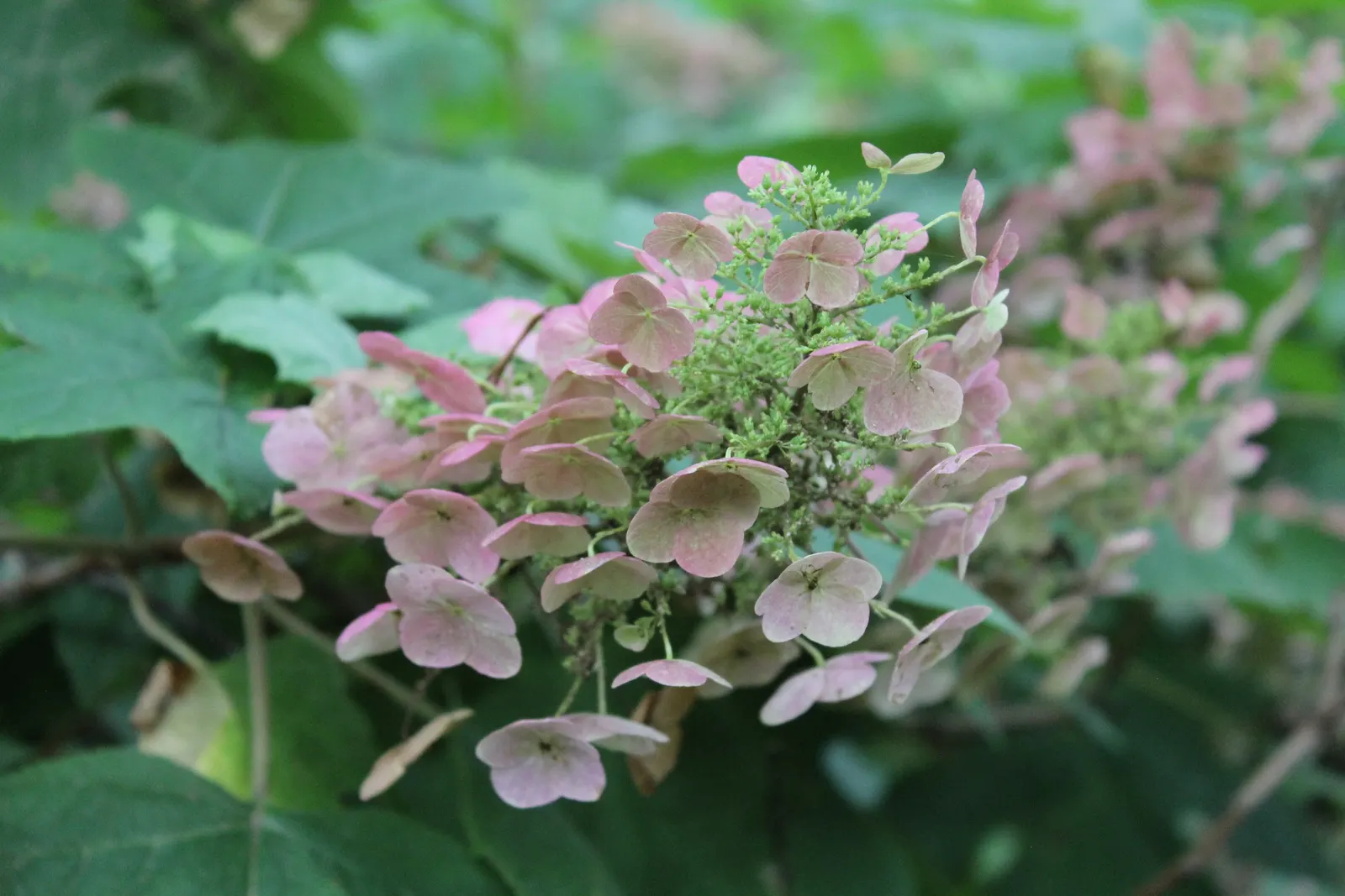 Oakleaf Hydrangea (Hydrangea Quercifolia) — white flowers in the garden; recognized for its distinctive foliage, image 76
