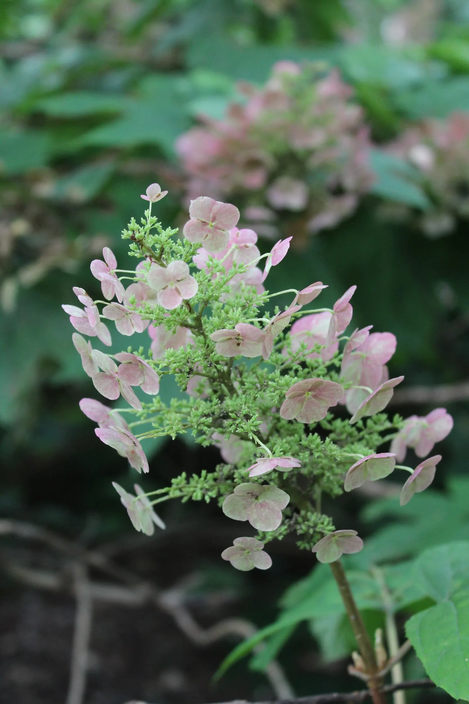 Oakleaf Hydrangea (Hydrangea Quercifolia) — Oakleaf Hydrangea offers elongated clusters of flowers