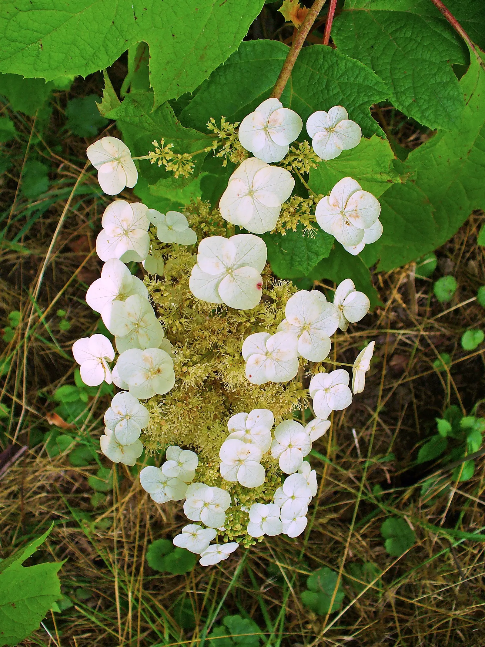 Oakleaf Hydrangea (Hydrangea Quercifolia) — that can reach lengths up to 12 inches; the blooms are held aloft on sturdy stems and provide a captivating visual