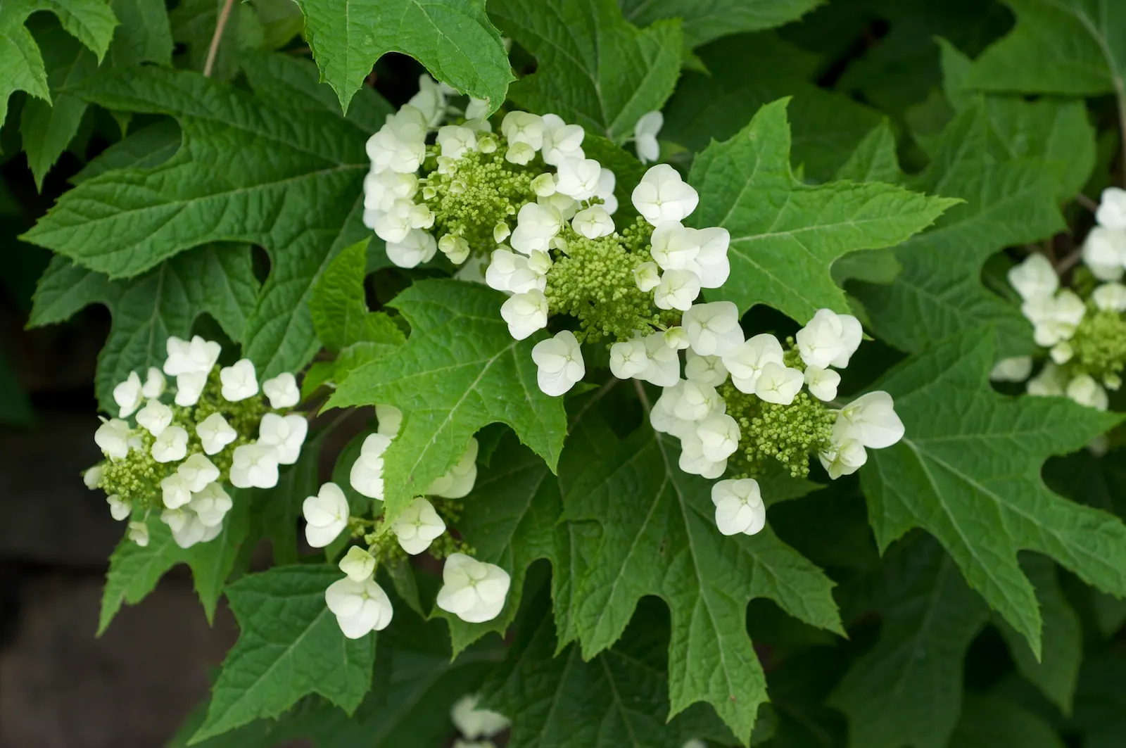 Oakleaf Hydrangea (Hydrangea Quercifolia) — is a deciduous shrub native to the southeastern United States that presents a stunning four-season, image 59