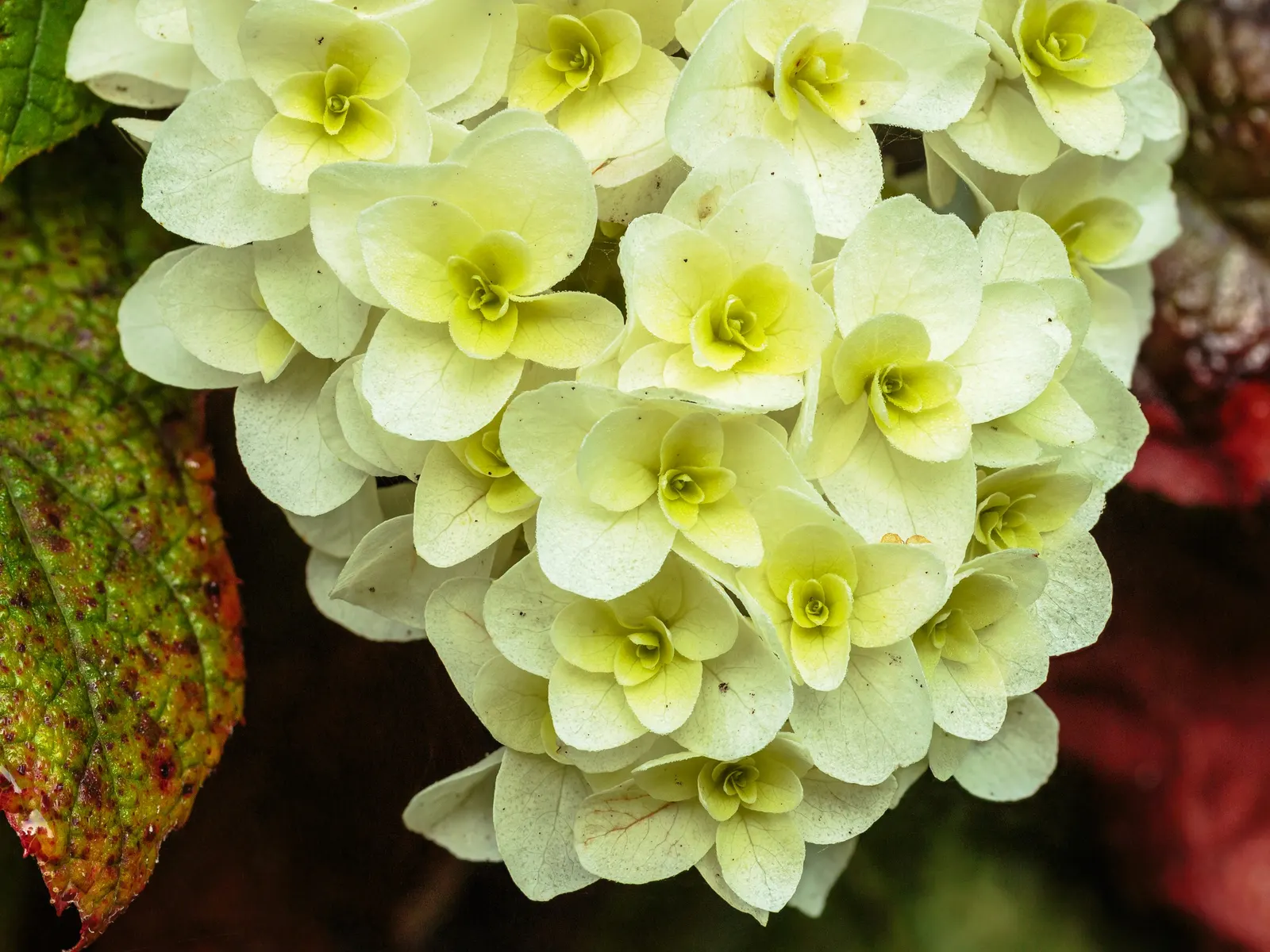 Oakleaf Hydrangea (Hydrangea Quercifolia) — With rich autumnal foliage hues and exfoliating cinnamon bark, it adds year-round interest to any, image 57