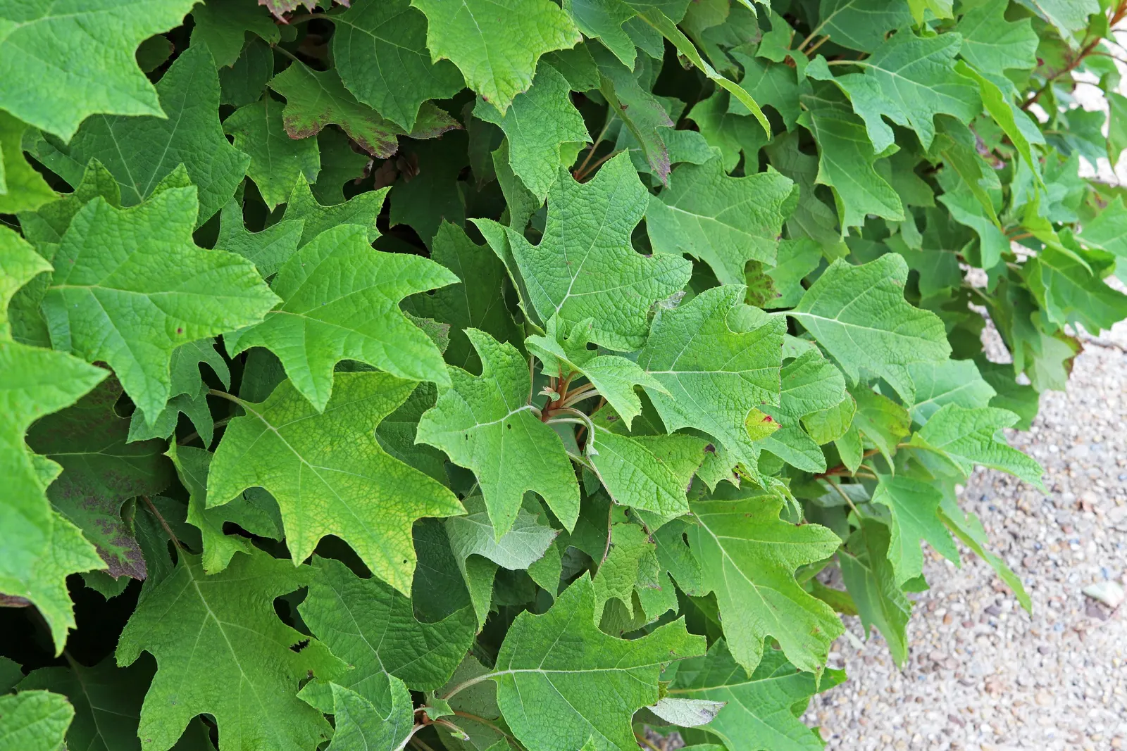 Oakleaf Hydrangea (Hydrangea Quercifolia) — cone-shaped flower panicles that bloom from early summer into fall; this hydrangea variety boasts large leaves up