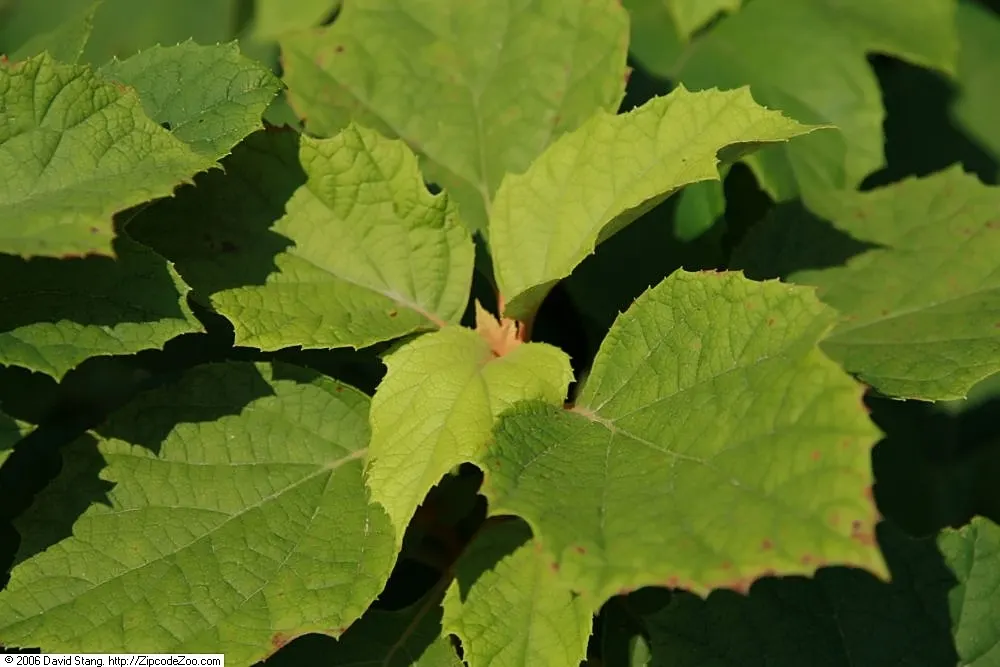Oakleaf Hydrangea (Hydrangea Quercifolia) — adding textural allure to the garden; is a deciduous shrub native to the southeastern United States, image 72
