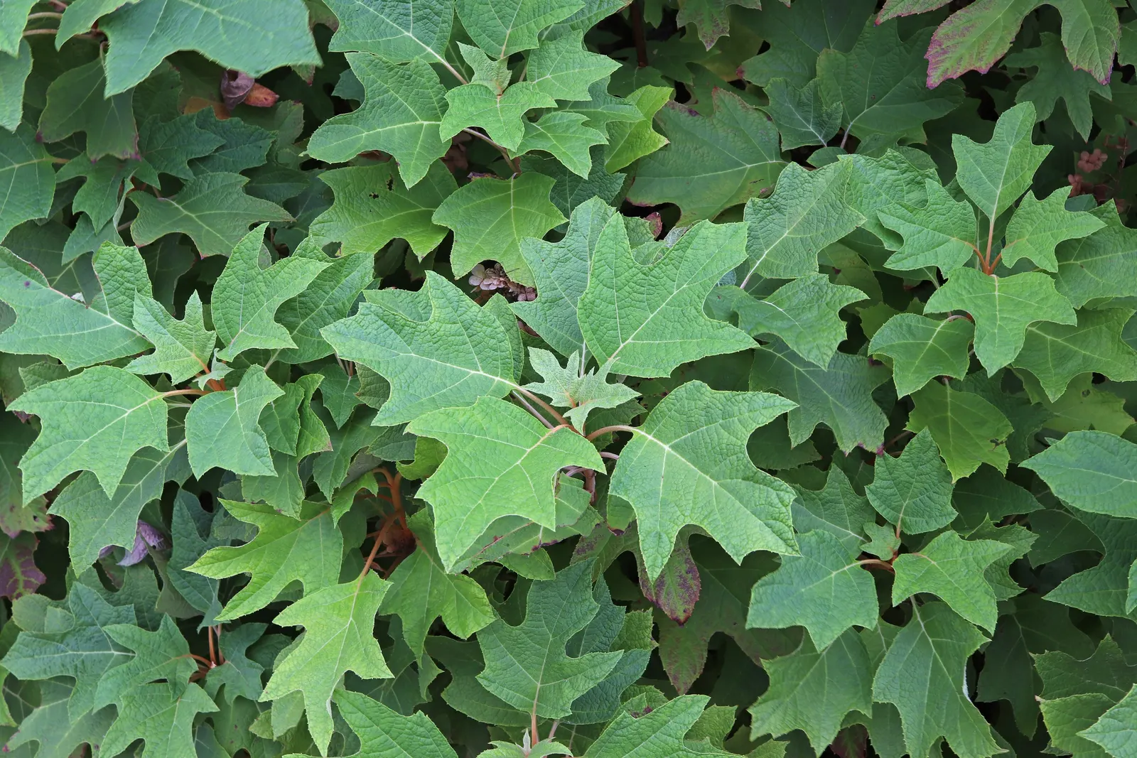 Oakleaf Hydrangea (Hydrangea Quercifolia) — and it is generally resistant to pests and diseases