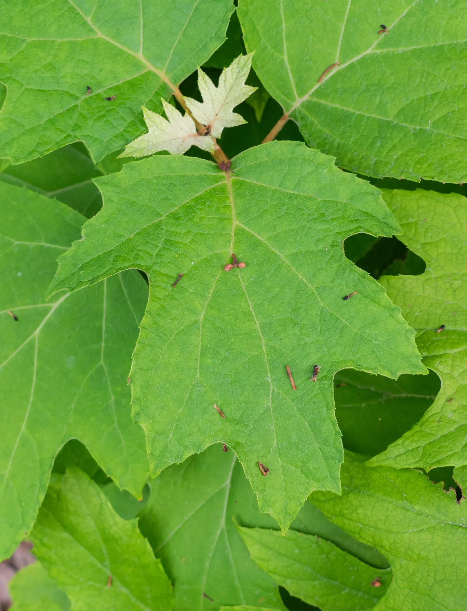 Oakleaf Hydrangea (Hydrangea Quercifolia) — is a deciduous shrub native to the southeastern United States that presents a stunning four-season display