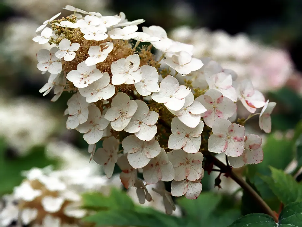 Oakleaf Hydrangea (Hydrangea Quercifolia) — white flowers in the garden